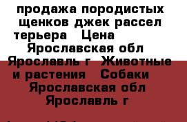 продажа породистых щенков джек-рассел терьера › Цена ­ 25 000 - Ярославская обл., Ярославль г. Животные и растения » Собаки   . Ярославская обл.,Ярославль г.